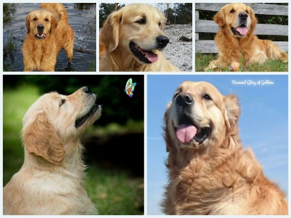 regel Naar Elk jaar htpp://www.Diamond Glory Of Goldens.nl